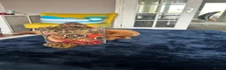 Toy Poodle dogs for sale: 🤩Stunning, Intelligent & Cuddly Fur Babies ⭐️😍 in Walsall - Advert 4
