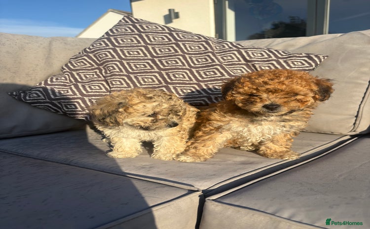 Poochon dogs in Lincoln - Advert 1