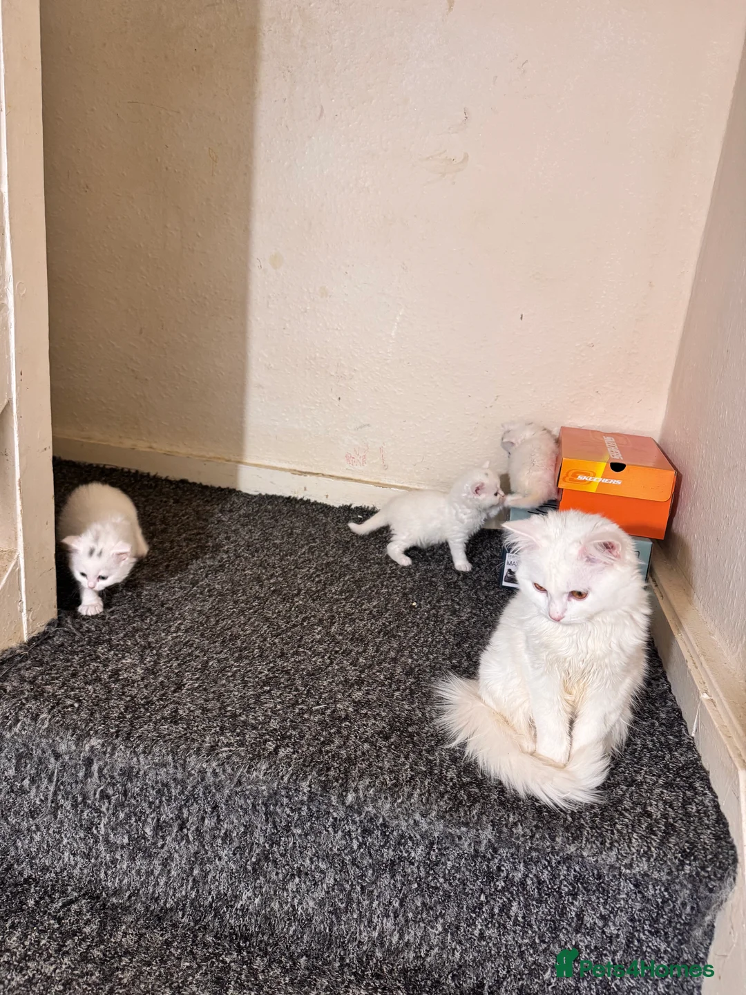 Scottish Fold cats for sale: Mum Scottish fold dad is Turkish angora  - Advert 9