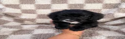 Cocker Spaniel dogs for sale: ⭐️READY TO LEAVE NOW ⭐️ - Advert 10