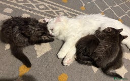 Siberian cats for sale: Beautiful mixed Siberian kittens - Image 2