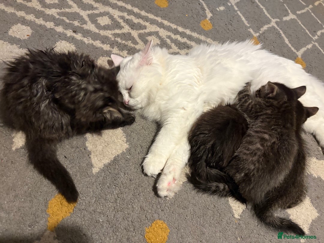 Siberian cats for sale: Beautiful mixed Siberian kittens - Image 2