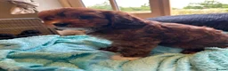 Cavapoo dogs for sale: Ready Now - 3 Girl F1 Toy Cavapoos Health Checked - Advert 5