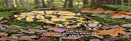 Python Snake reptiles for sale:  Various ball pythons  - Advert 8