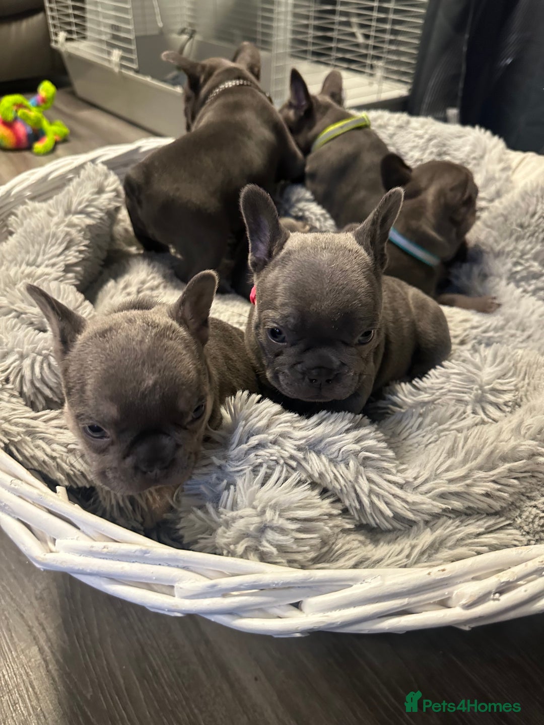French Bulldog dogs for sale: Beautiful looking French bulldog puppies - Advert 14