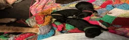German Shepherd dogs for sale: Pure German Shepherd puppies in Spalding - Advert 4