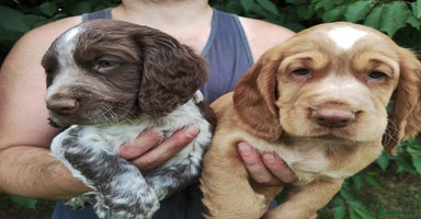 Cocker Spaniel dogs - Advert 12
