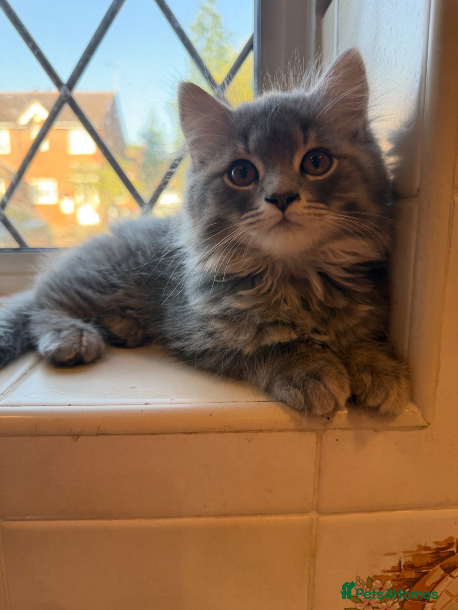 Persian cats for sale: Chinchilla Persian kittens  - Advert 4