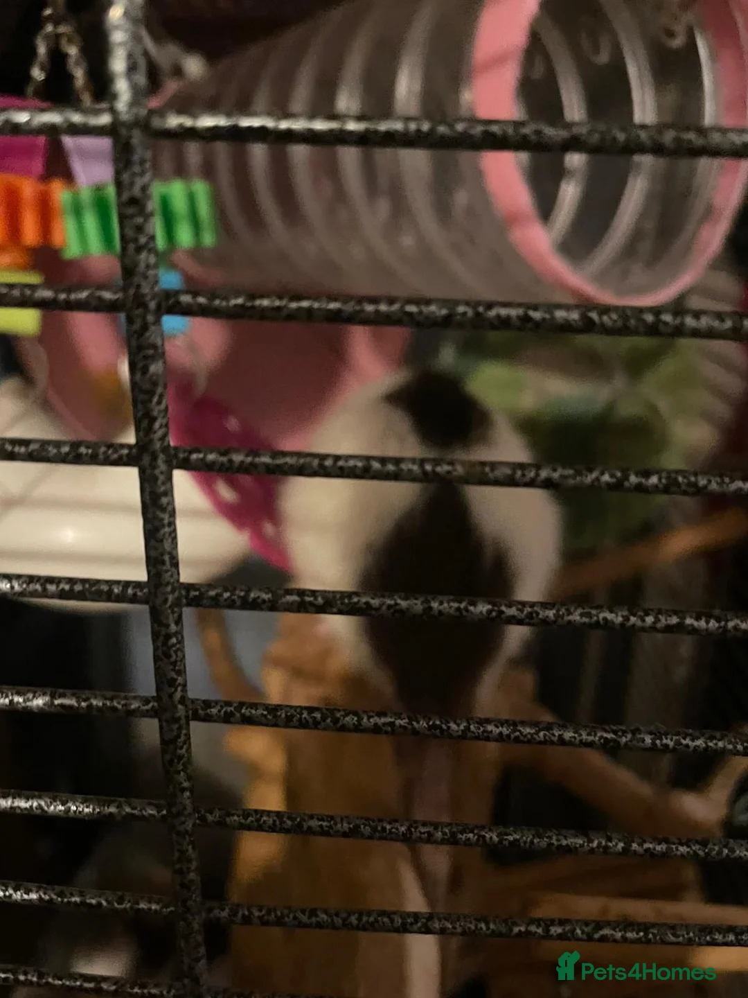 Rat rodents for sale: Rehoming  - Advert 13