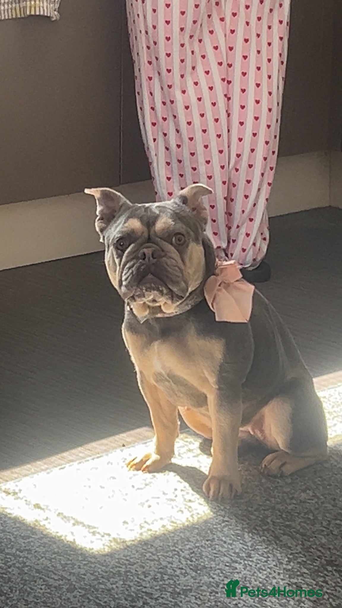 French Bulldog dogs Female French bulldog - Advert 1