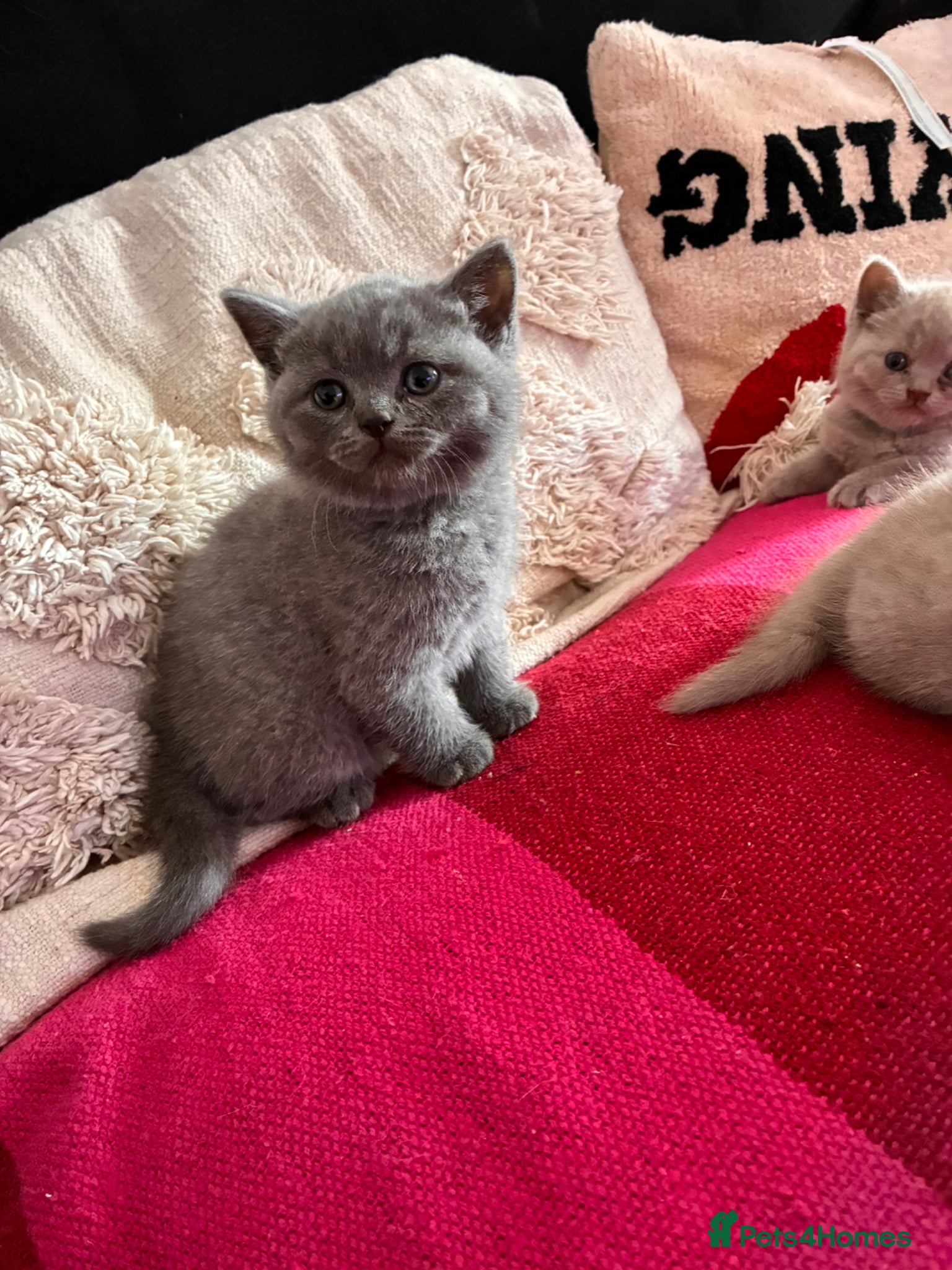 British Shorthair cats Blue British short hair male kitten  - Advert 1