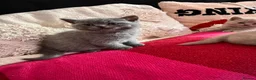 British Shorthair cats for sale: Blue British short hair male kitten  - Advert 7