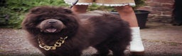 Chow Chow dogs for stud: kc registered blue chow chow stud - Advert 1