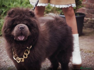 Chow Chow dogs in Blackpool - Advert 9