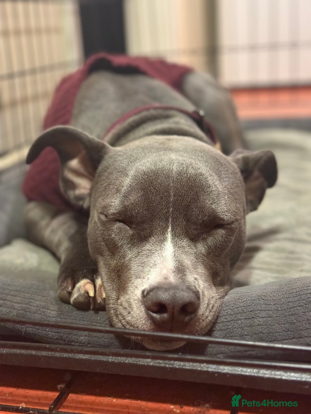 Staffordshire Bull Terrier dogs for sale: Rehoming, please read below. - Advert 2