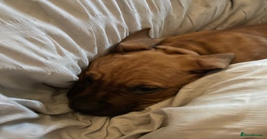 Mixed Breed dogs Long leg staff  - Advert 12