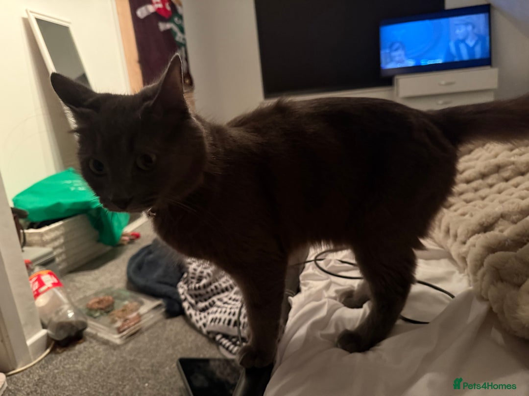 Mixed Breed cats for sale: Two  cats - Advert 1