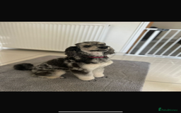 Miniature Poodle dogs for sale: Miniature Merle poodle puppies 🌈🐶❤️ - Advert 9