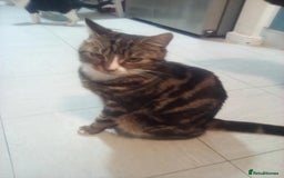 Mixed Breed cats for sale: 7 kittens are ready to go now  - Image 11