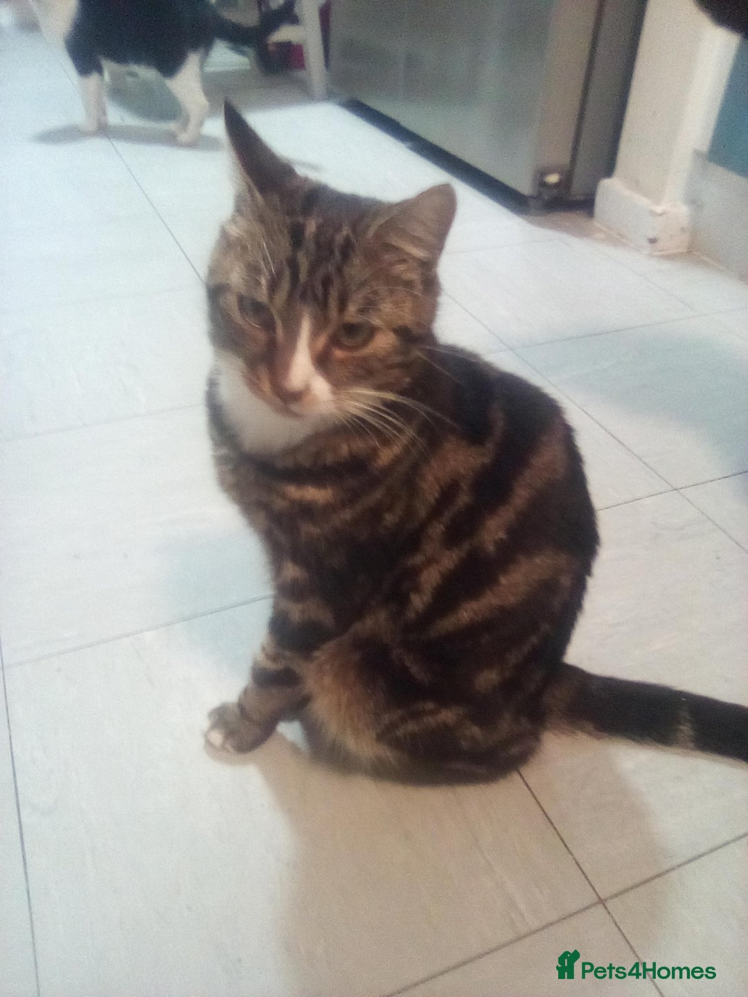 Mixed Breed cats for sale: 7 kittens are ready to go now  - Image 11