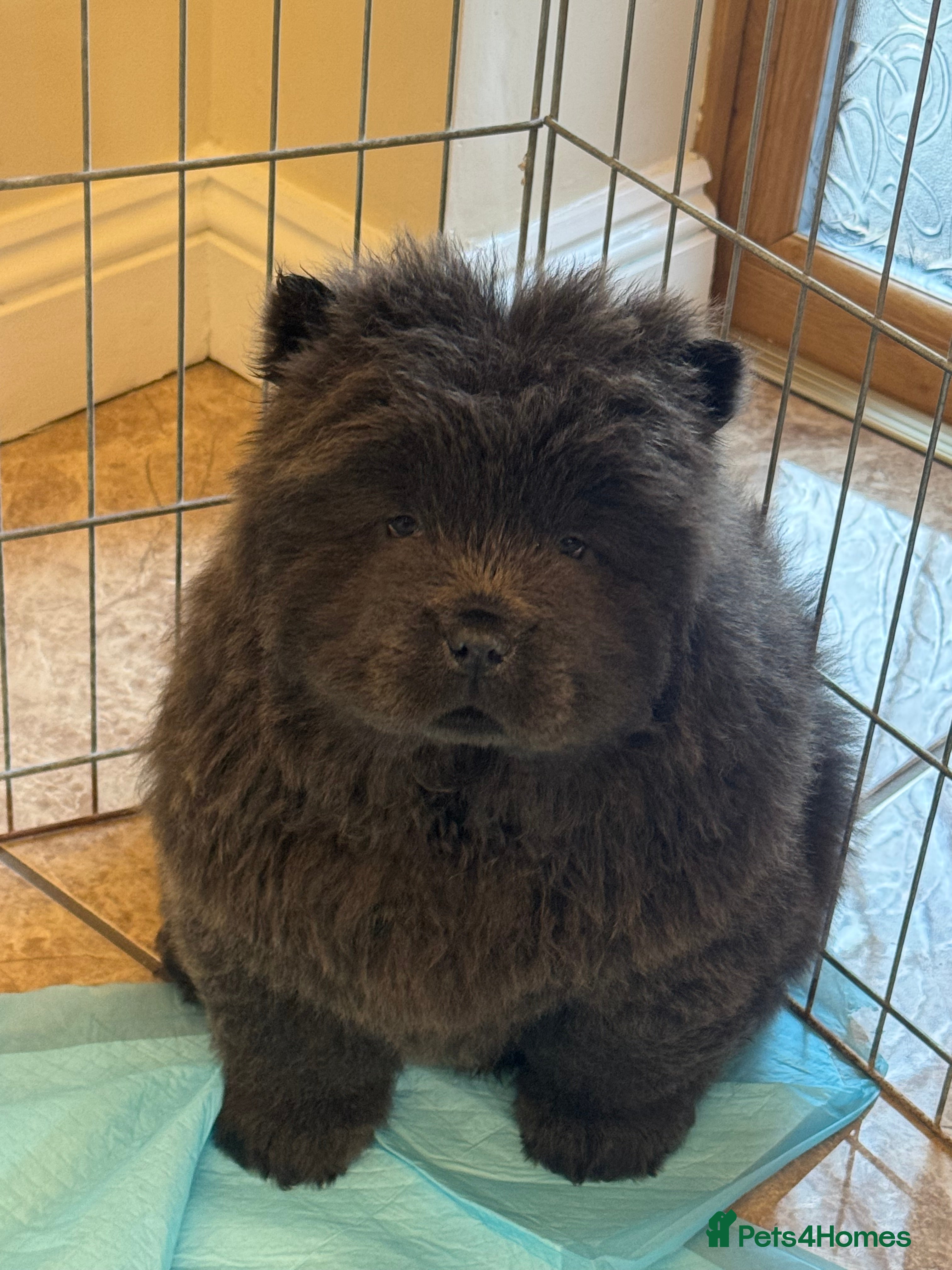 Chow Chow dogs 3 beautys left ⭐️  - Advert 1