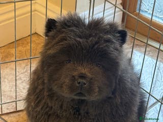 Chow Chow dogs 3 beautys left ⭐️ - Advert 1