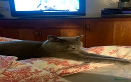 British Shorthair cats for sale: A loving and very affectionate 6 year old BSH boy - Image 9