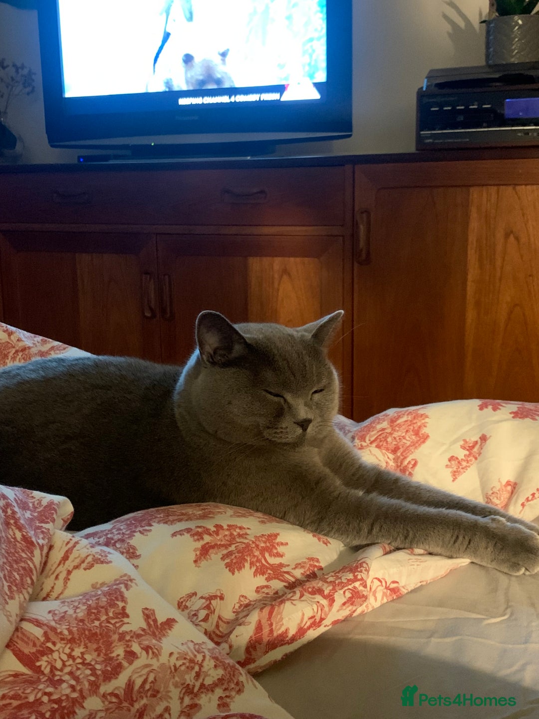 British Shorthair cats for sale: A loving and very affectionate 6 year old BSH boy - Image 9