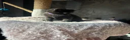 Mixed Breed cats for sale: 5 Black female ragdoll mix breed  - Advert 3