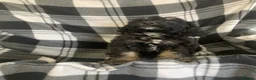 Cockapoo dogs for sale: Beautiful F1 cockerpoo READY NOW, 3 LEFT  - Advert 10