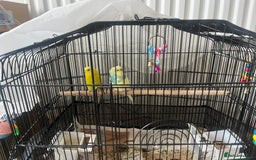 Budgerigars birds for sale: 2 Budgies - urgent sale - Image 3