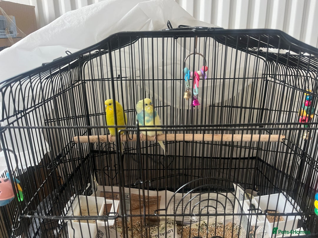 Budgerigars birds for sale: 2 Budgies - urgent sale - Image 3
