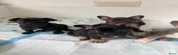 French Bulldog dogs for sale: French Bulldogs  - Advert 4