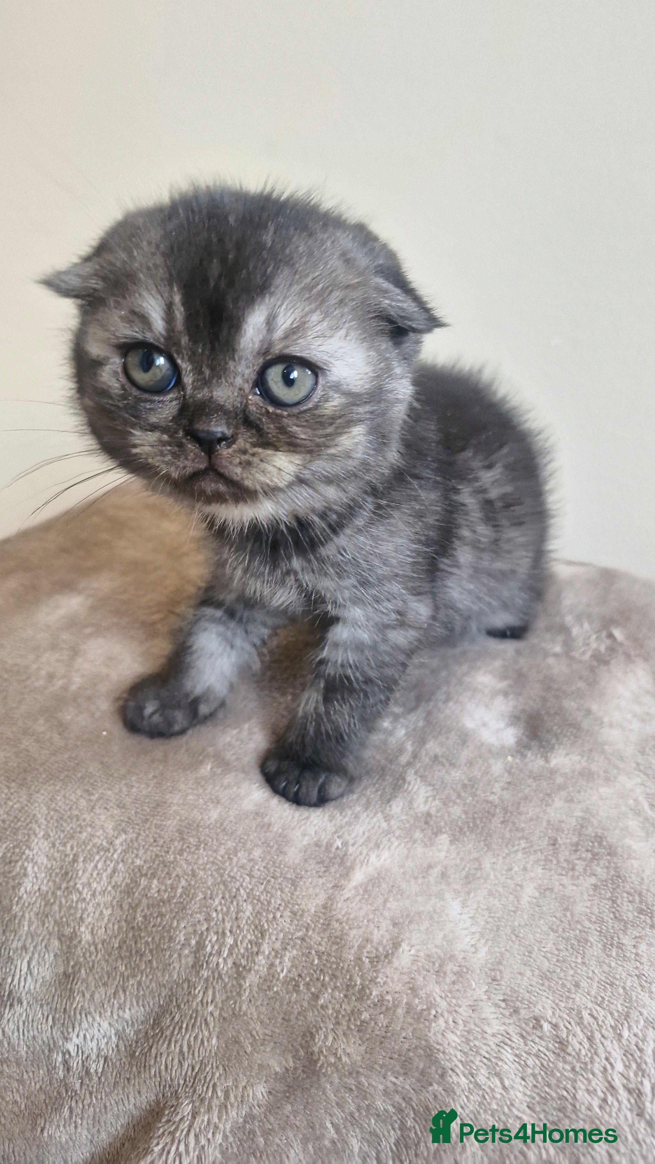 Scottish Fold cats Scottish Fold Kittens – Home Raised, Ready Soon 🐾 - Advert 15