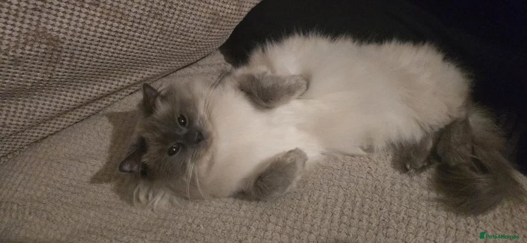 Ragdoll cats for sale: Ragdoll male cat  - Advert 3