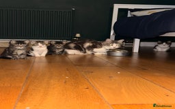 Mixed Breed cats for sale: 2 adorable tabby kittens for sale  - Image 1