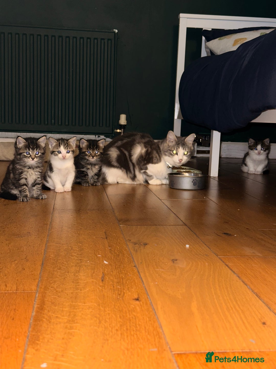 Mixed Breed cats for sale: 2 adorable tabby kittens for sale  - Image 1