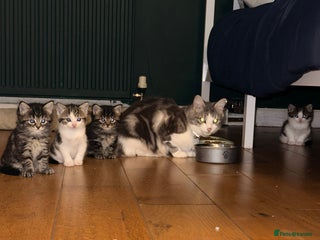 Mixed Breed cats - Advert 1