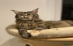 Maine Coon cats for sale: Attention please  - Image 21