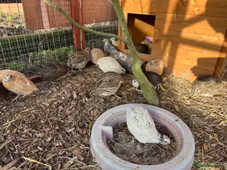 Quail poultry Mixed sex quails - Advert 1