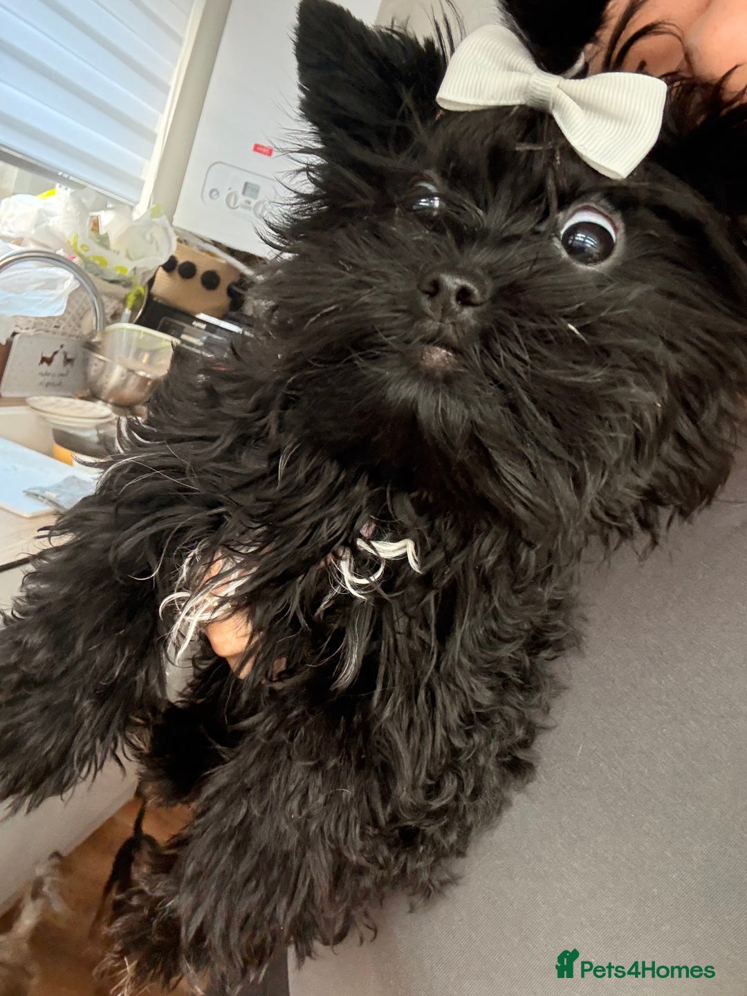 Yorkshire Terrier dogs for sale: 🖤 Black sweet girl ready to leave 💖 - Advert 5