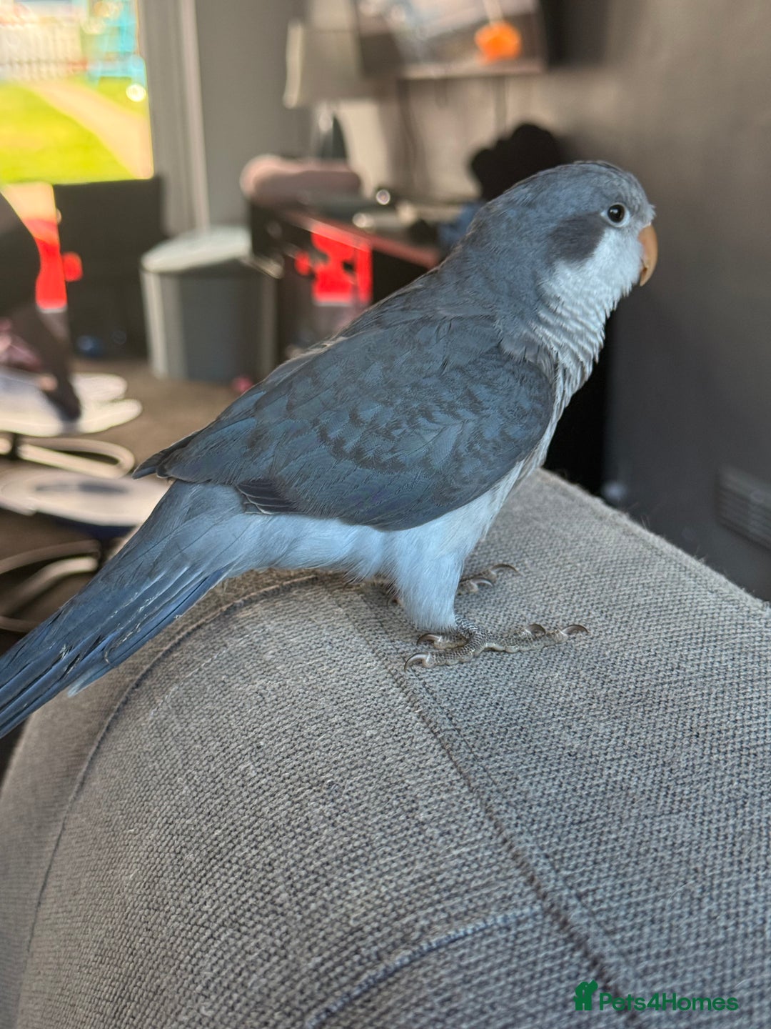 Parrots birds for sale: Baby handreared blue Quaker.  - Image 5