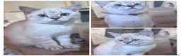 British Shorthair cats for stud: Young male cat for stud service - Advert 3
