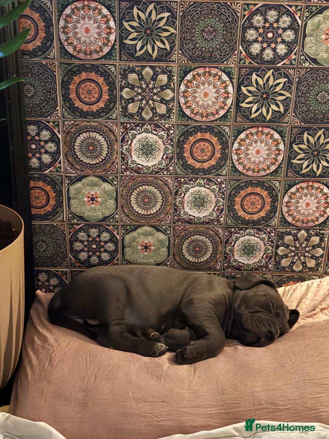 Cane Corso dogs for sale:  Pure breed Cane Corso  Puppies Looking for Homes  - Image 9