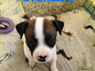 Mixed Breed dogs Cute litter of puppys - Advert 4