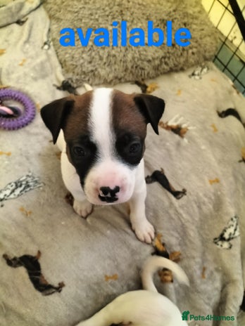 Mixed Breed dogs Cute litter of puppys - Advert 14