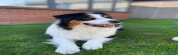 Australian Shepherd dogs for stud: Male Australian Shepherd for Stud in Dundee - Advert 2