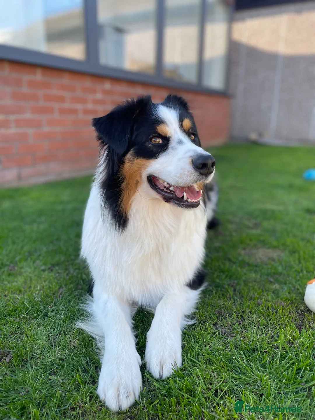 Australian Shepherd dogs for stud: Male Australian Shepherd for Stud in Dundee - Advert 2