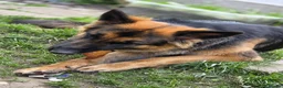 German Shepherd dogs for sale: Dolly and Toby - Advert 4
