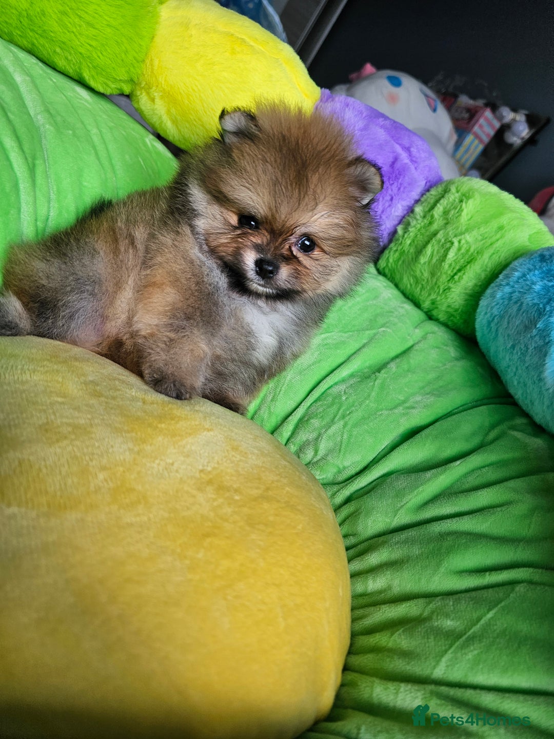 Pomeranian dogs for sale: Sweet Baby Pom boy - Image 7